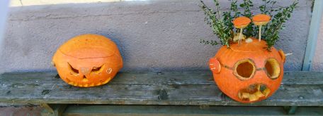 Tekvice - IMG_20181022_100947